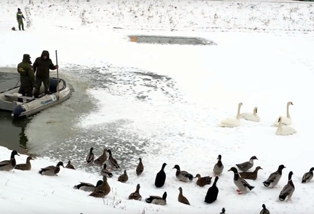 Ветеринари вакцинишу живину